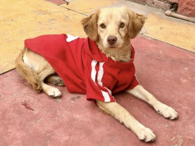 Cachorro de 7 meses juguetón en adopción