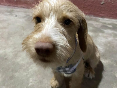 CUPER de 6 meses busca hogar responsable