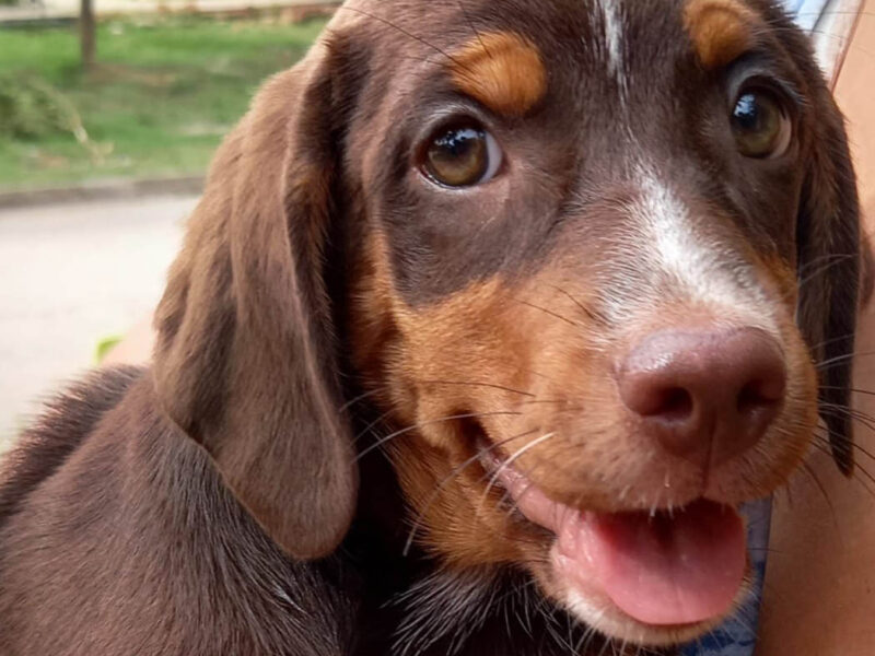 Cachorra de 3 meses busca familia amorosa