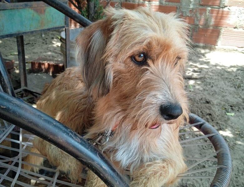 LOLA en adopción