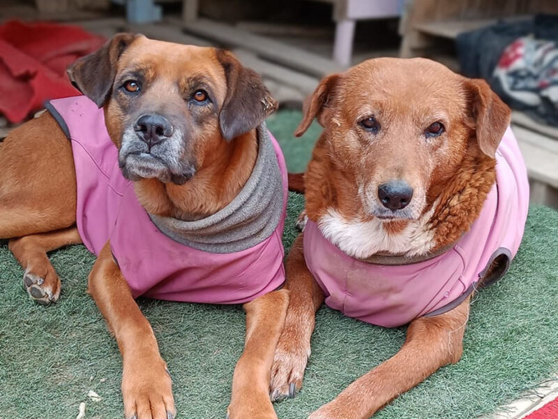 AMELIA y MERIDA, mamá e hija buscan hogar juntas