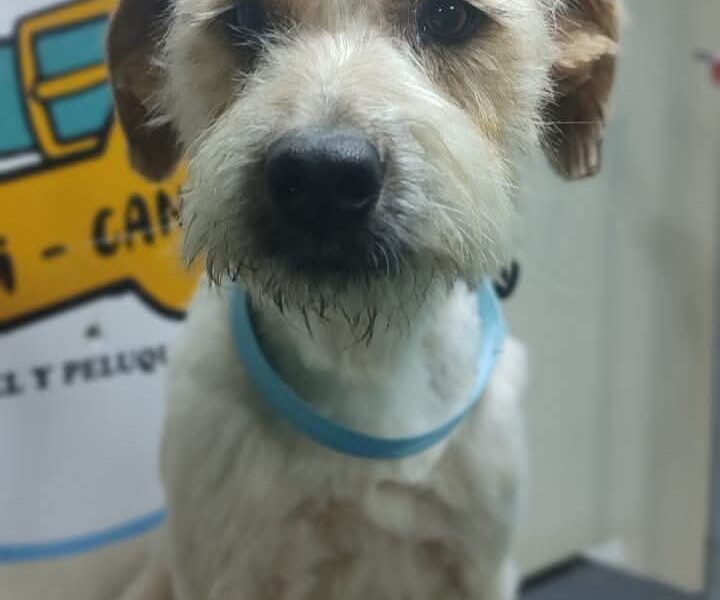 Perrita en adopción