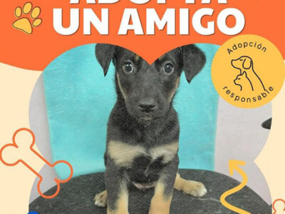 Soy KAIRA 3 meses y busco un hogar