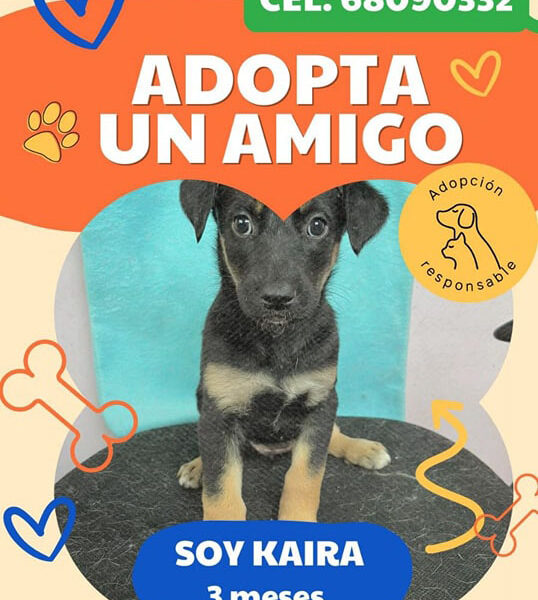 Soy KAIRA 3 meses y busco un hogar