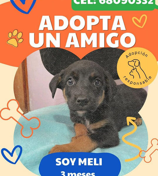 Soy MELI 3 meses y busco un hogar