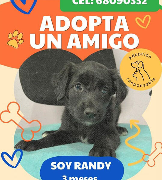 Soy RANDY 3 meses y busco un hogar