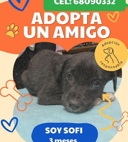 Soy SOFI 3 meses y busco un hogar